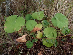 Pelargonium odoratissimum