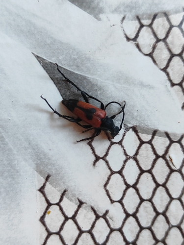 heart longhorn beetle, 91, Nestinarka, 8260, Bulgaria, photo 6 of 10