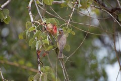 Conopophila rufogularis