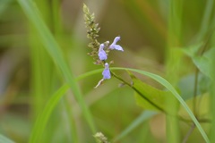 Salvia connivens