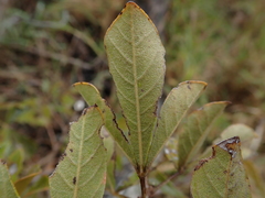 Searsia laevigata laevigata