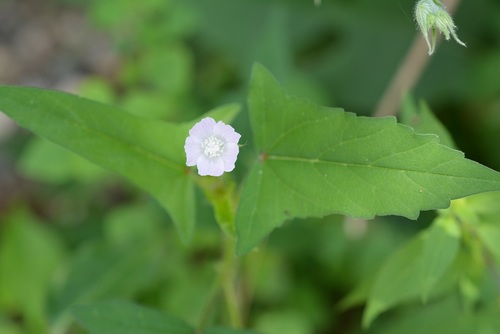Thicket anoda (Anoda crenatiflora)