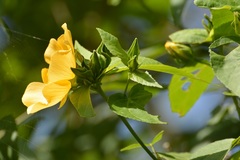 Dendrosida sharpiana