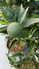 Citrus × latifolia
