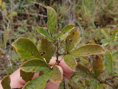 Searsia laevigata laevigata