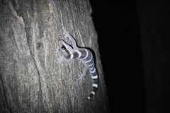 Oedura cincta