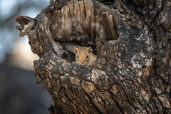 Paraxerus flavovittis