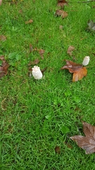 Coprinus comatus
