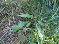 Rumex hydrolapathum