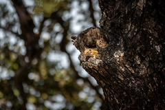 Paraxerus flavovittis