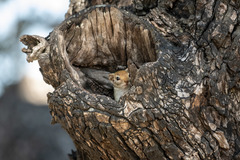 Paraxerus flavovittis