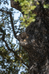 Paraxerus flavovittis