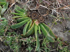 Glottiphyllum longum
