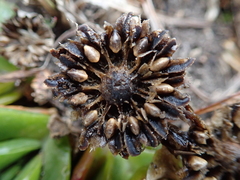 Glottiphyllum longum