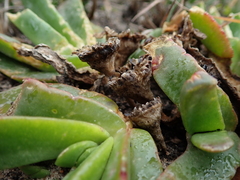 Glottiphyllum longum