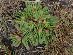 Glottiphyllum longum