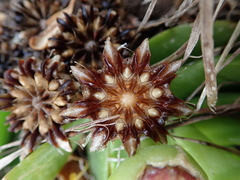 Glottiphyllum longum