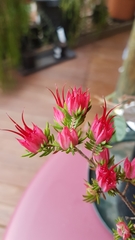 Darwinia taxifolia, photograph author not stated, no rights reserved