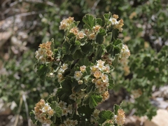Physocarpus alternans