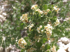 Physocarpus alternans