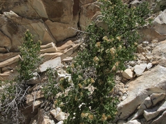 Physocarpus alternans