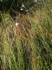Eriophorum latifolium