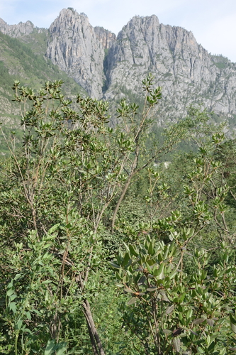 Daurian Rhododendron (Rhododendron ledebourii)