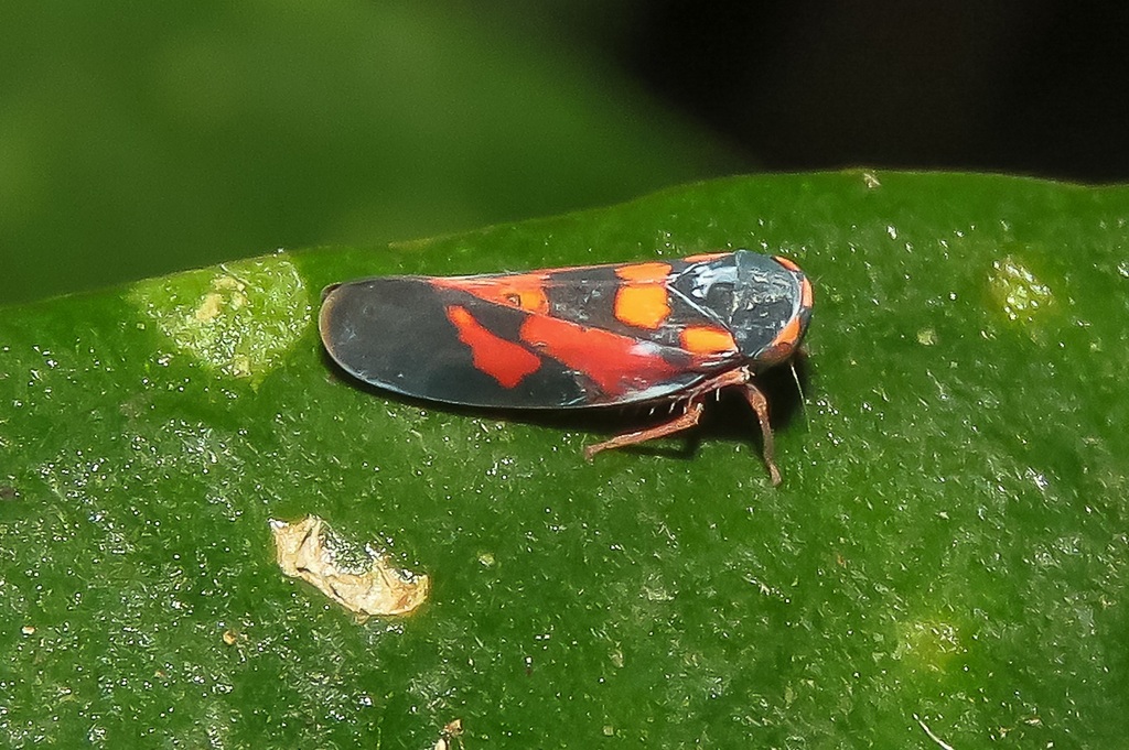 Neorubragallia lamasi