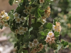 Physocarpus alternans