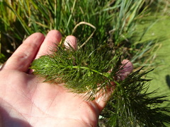 Ceratophyllum submersum
