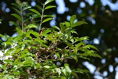 Eugenia acapulcensis