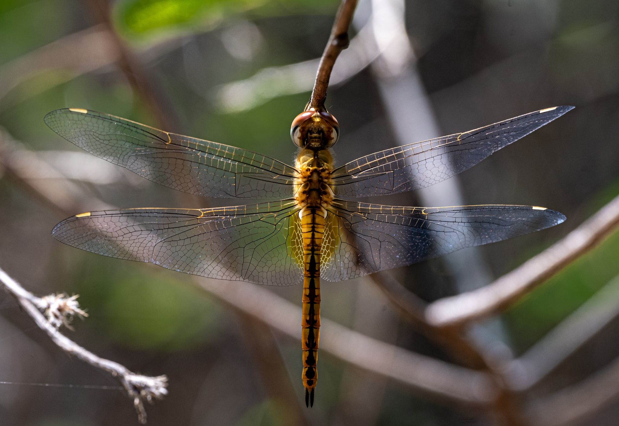 Globe Skimmer