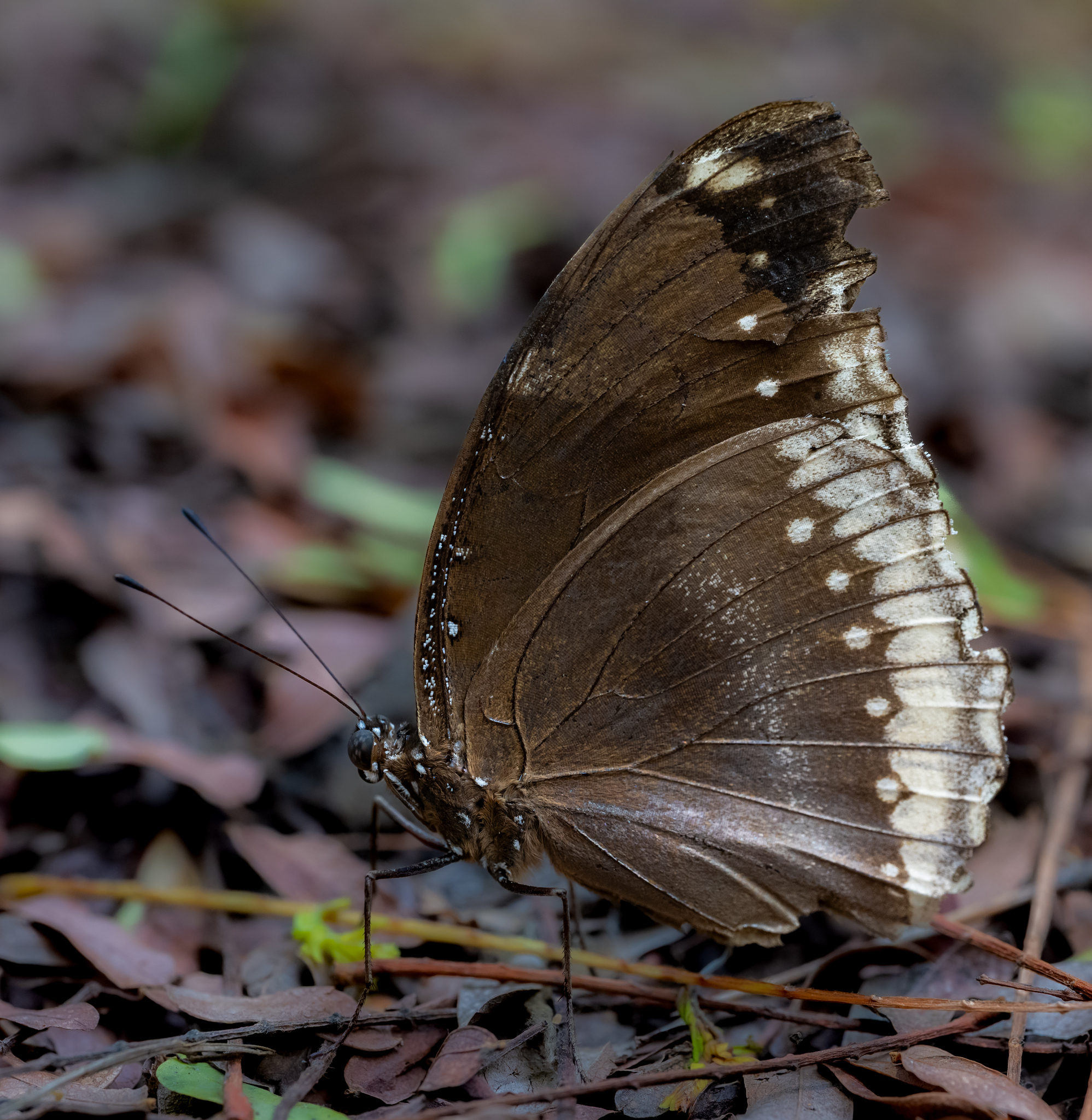 Great Eggfly
