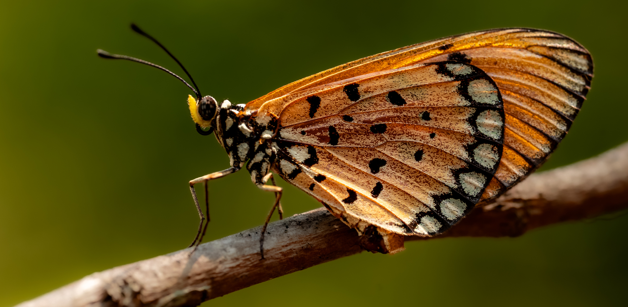 Tawny Coster