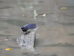 Rhipidura albicollis