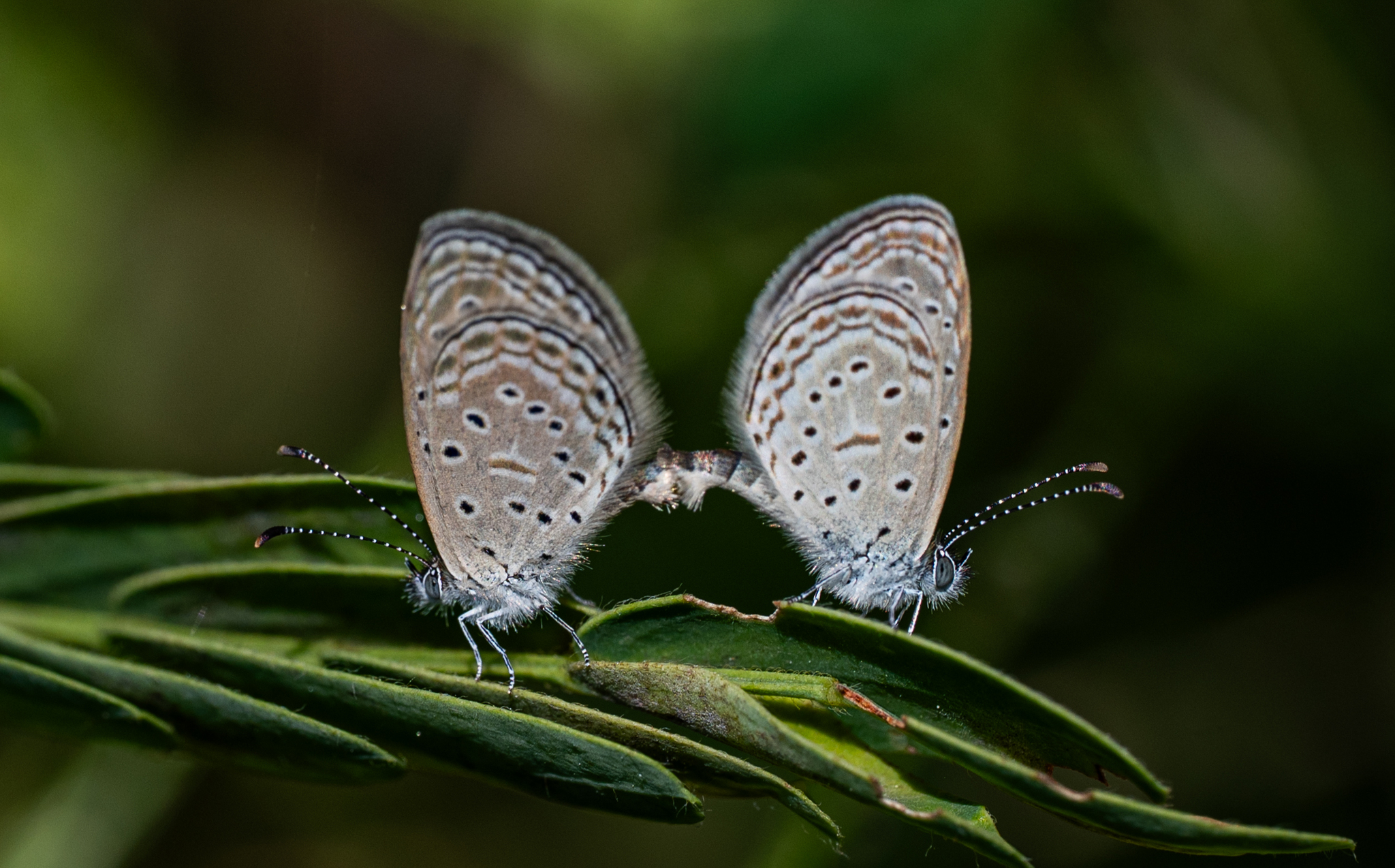 Tiny Grass Blue