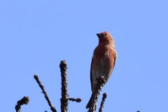 Carpodacus roseus