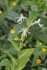 Habenaria macroceratitis