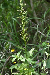 Habenaria macroceratitis