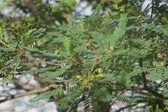 Alvaradoa amorphoides