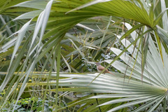 Cichladusa arquata