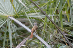 Cichladusa arquata