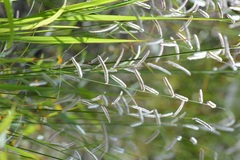 Bouteloua elata