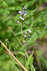 Hebecarpa costaricensis