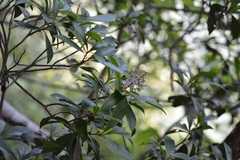 Primulaceae