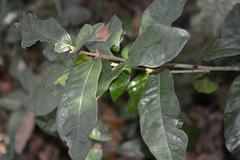 Quercus sapotifolia