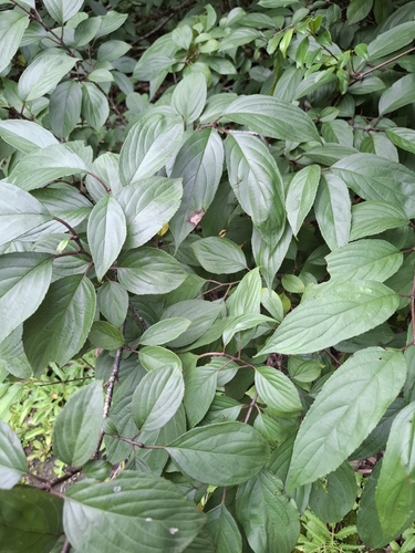 Rhamnus nakaharae observed 2025-07-05