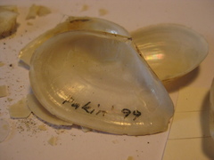 Serratina charlottae