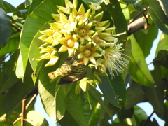 Duabanga grandiflora