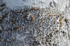 Caloplaca cerina